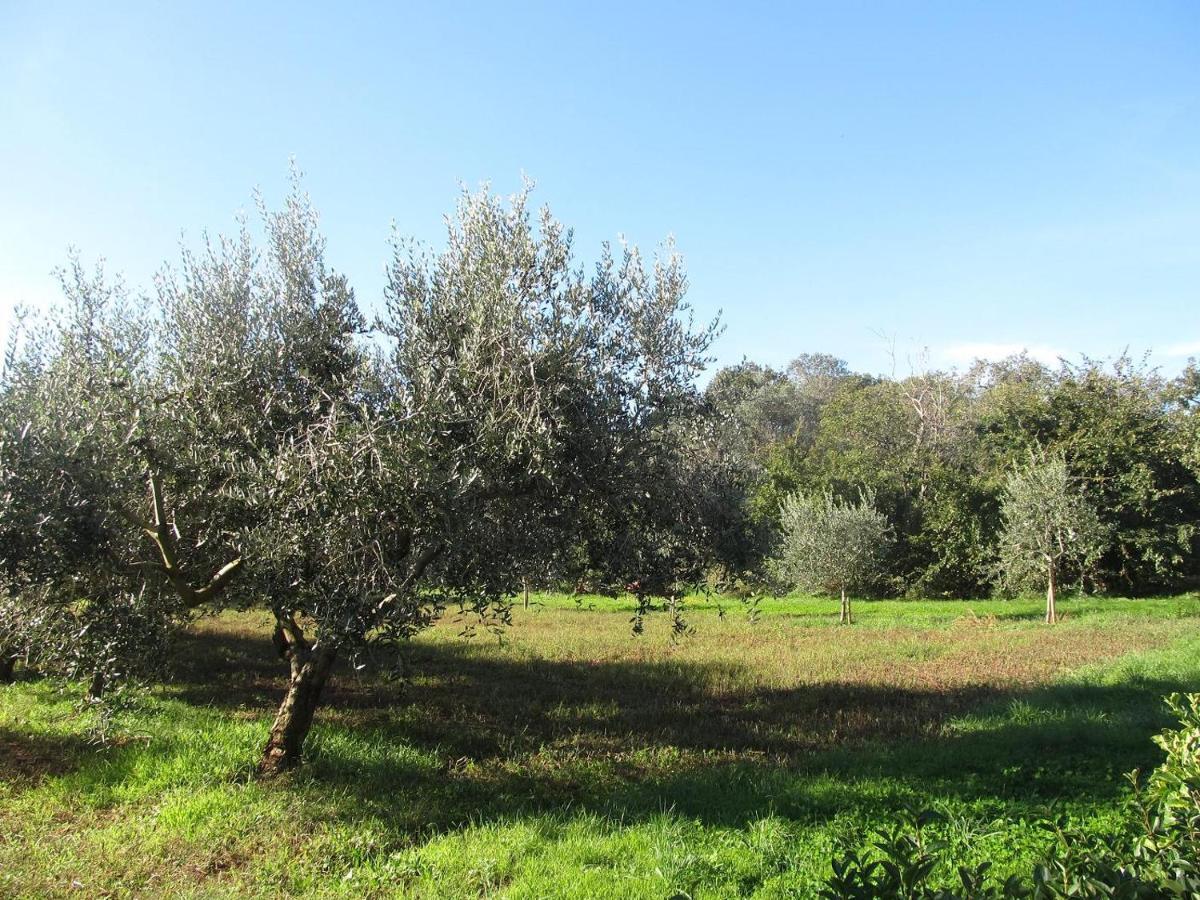 Apartment Valentina Ližnjan Εξωτερικό φωτογραφία
